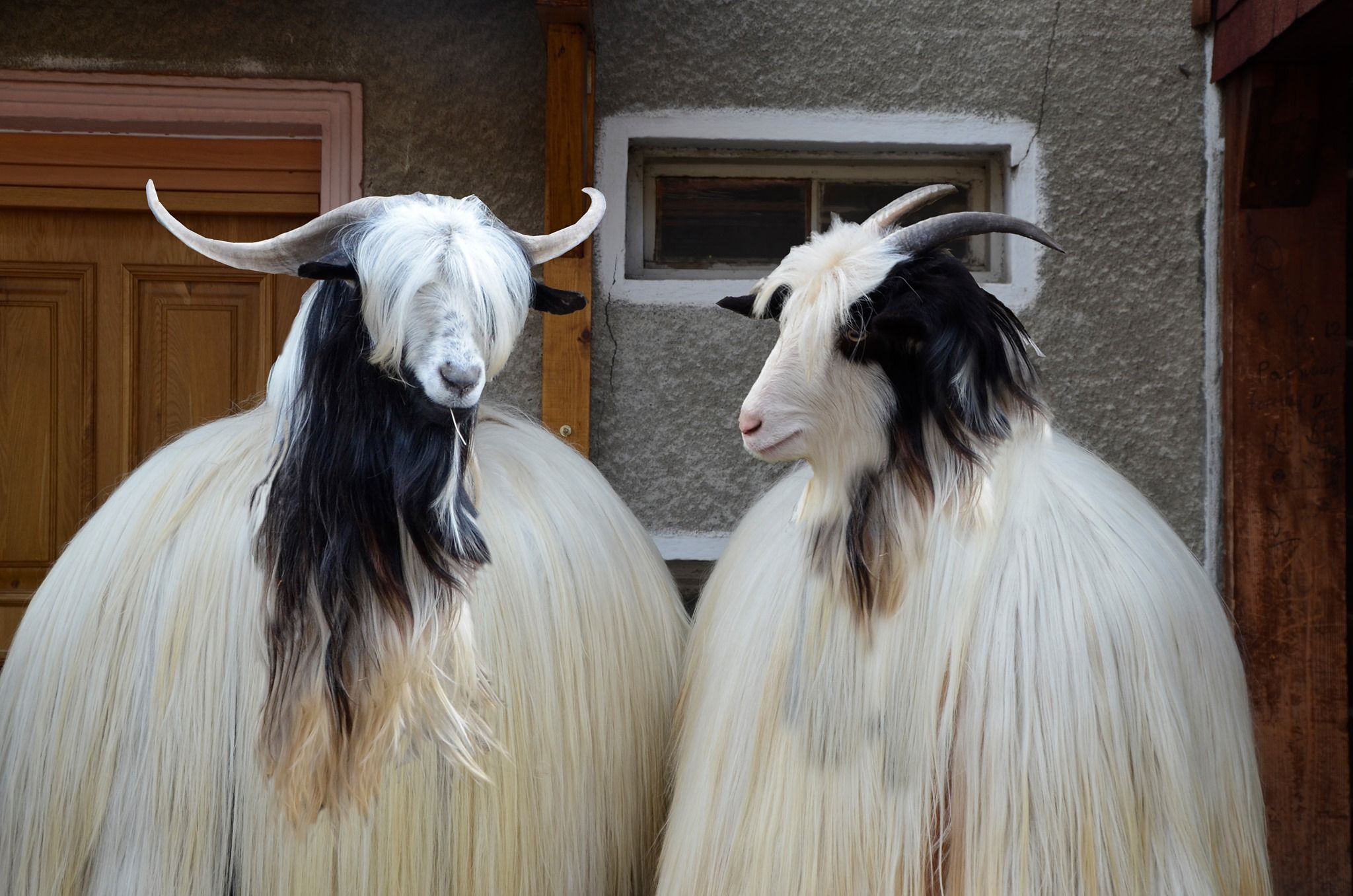 Dancing Goats